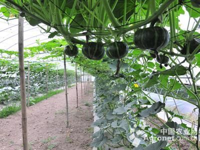 江西竹荪种植基地