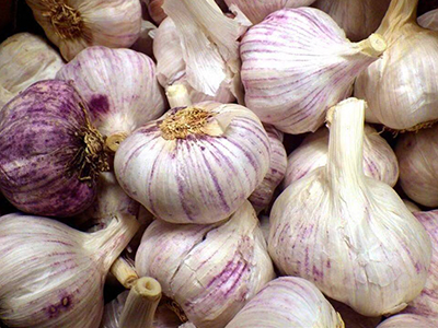 紫苋菜供应信息