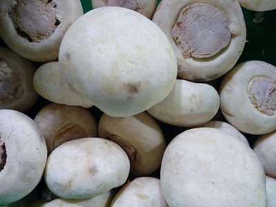 扁豆种子泡水多长时间可以种