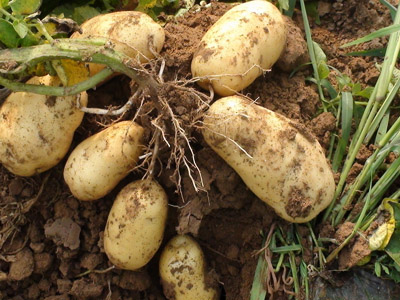 桂垦09—26木薯批发市场