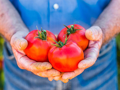 欧盾番茄施肥技术