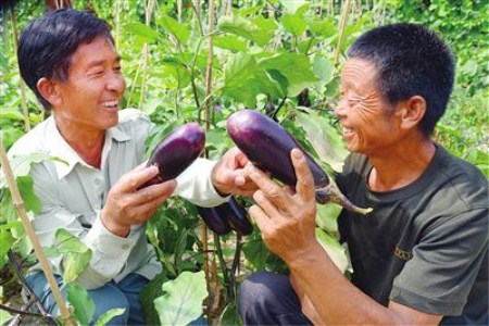 红托竹荪种植最新技术