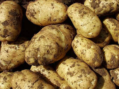 龙九红薯种植基地