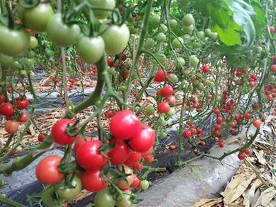 红南瓜品种大全图片