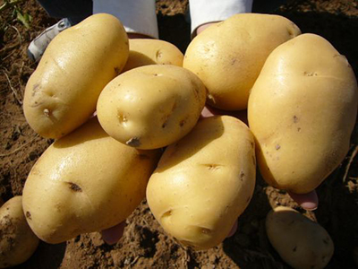 龙九红薯品种介绍哪个甜