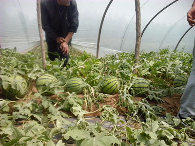 红叶菠菜种植基地