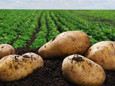 渝薯3号土豆种子