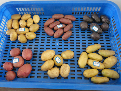 黄皮双季王红薯种植技术