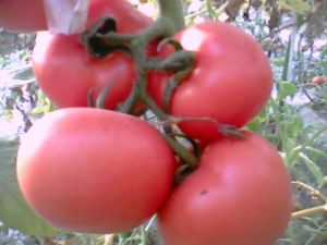 供应万亩大红，粉红西红柿