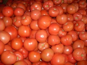 供应粉西红柿