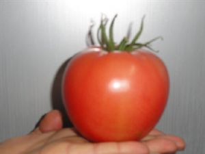 供应西红柿 