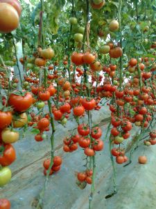 供应荷兰番茄