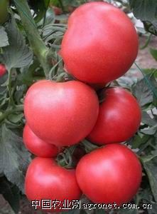 供应欧斯帝—番茄种子
