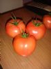 供应拉尼娜—番茄种子