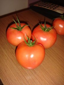 供应拉尼娜—番茄种子