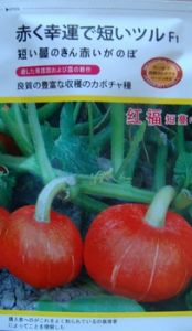 红福短蔓F1——南瓜种子