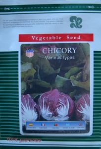 Chicory结球红菊苣——菊苣种子