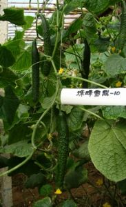 珠峰雪鼎SY-10（温室专用）——黄瓜种子