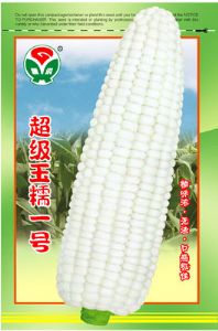 供应超级玉糯一号--玉米种子