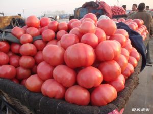 供应大量粉果西红柿