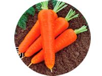 供应新改良六寸—胡萝卜种子