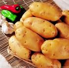 供应优质土豆荷兰15马铃薯