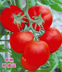 供应佳得利—番茄种子