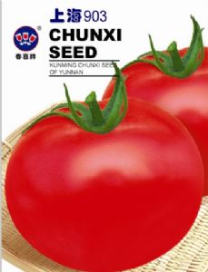供应上海903—番茄种子