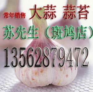 供应优质蒜种2.4-2.7元/斤