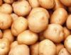 供应大量荷兰十五—马铃薯