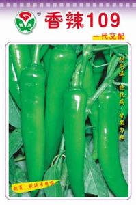 供应香辣109——辣椒种子