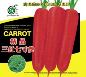 供应精品三红七寸参—胡萝卜种子