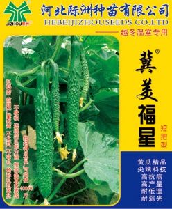 冀美福星（日光温室黄瓜新品种）——黄瓜种子