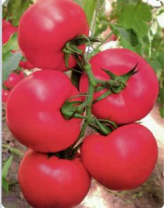 供应群利T99—番茄种子