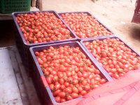 供应水果番茄