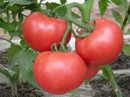 供应番茄