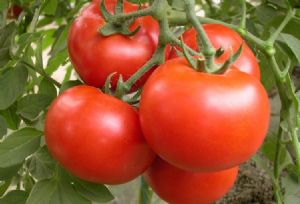 供应西红柿番茄
