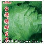 供应台湾绣球生菜—莴苣种子