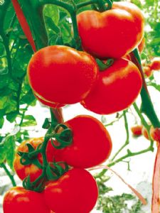 供应百特—番茄种苗