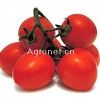 供应红运番茄—番茄种子