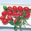 供应爱丽斯番茄—番茄种子