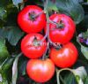供应世农301—番茄种子