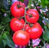 供应世农305—番茄种子
