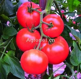 供应世农305—番茄种子