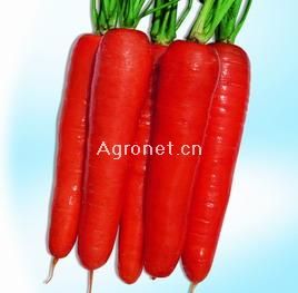 供应胡萝卜SN2101—胡萝卜种子