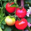 供应世农303—番茄种子