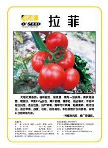 供应精品番茄种子