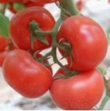 供应番茄粉多纳种子