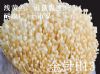 供应金针H13—黄金针菇菌种