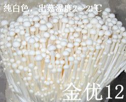 供应金优12菌种—白金针菇菌种